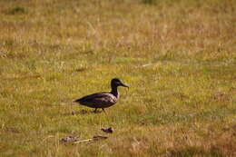 Image of Andean Teal