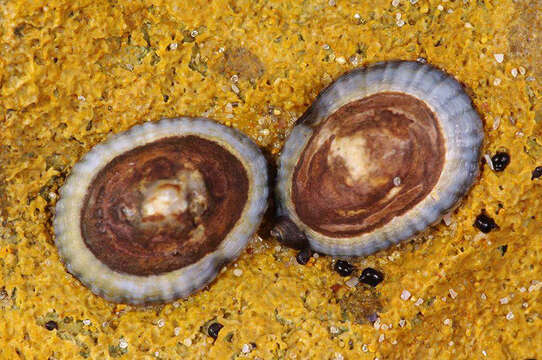 Image of Siphonaria tasmanica Tenison Woods 1876