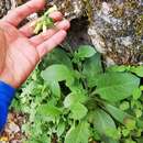 Image of Nicotiana nudicaulis S. Watson