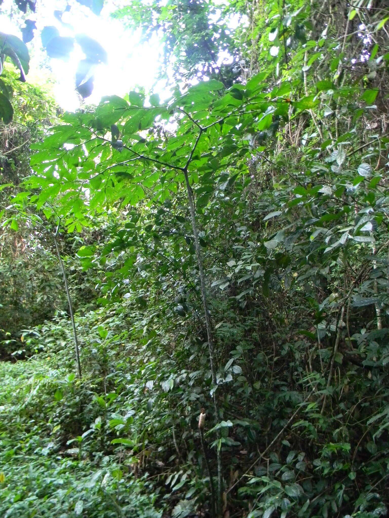 Image of Anchomanes difformis (Blume) Engl.