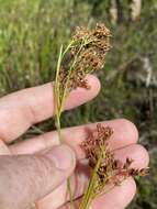 Image of Elliott's Beak Sedge