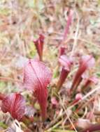 Image of Gulf pitcherplant