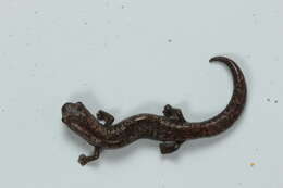 Image of Yucatan Mushroomtongue Salamander
