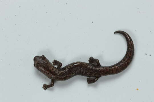 Image of Yucatan Mushroomtongue Salamander