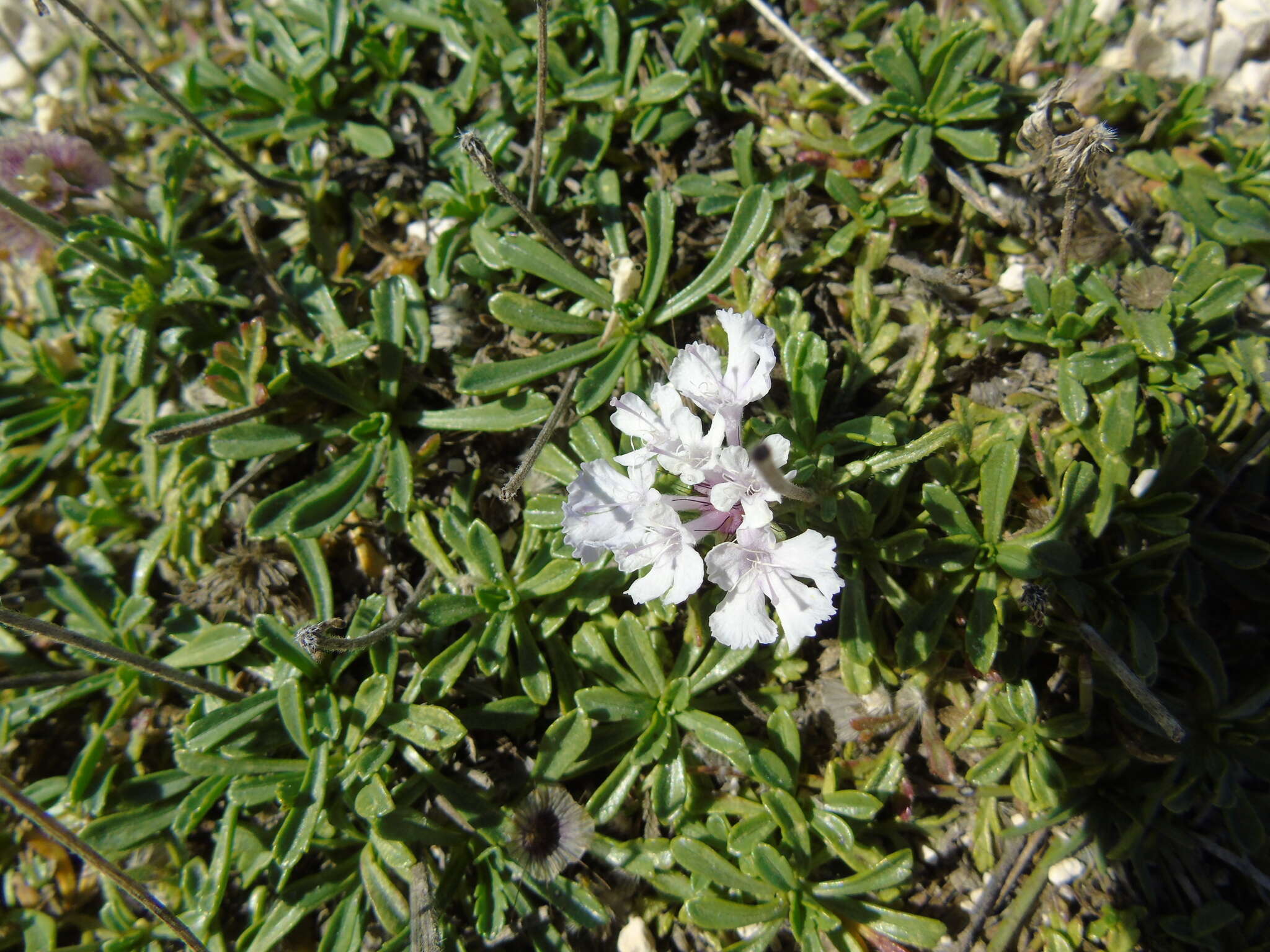 Image de Lomelosia crenata subsp. dallaportae (Boiss.) W. Greuter & Burdet