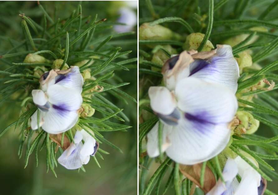 Psoralea kougaensis的圖片