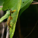 Image of Mantispa japonica McLachlan 1875