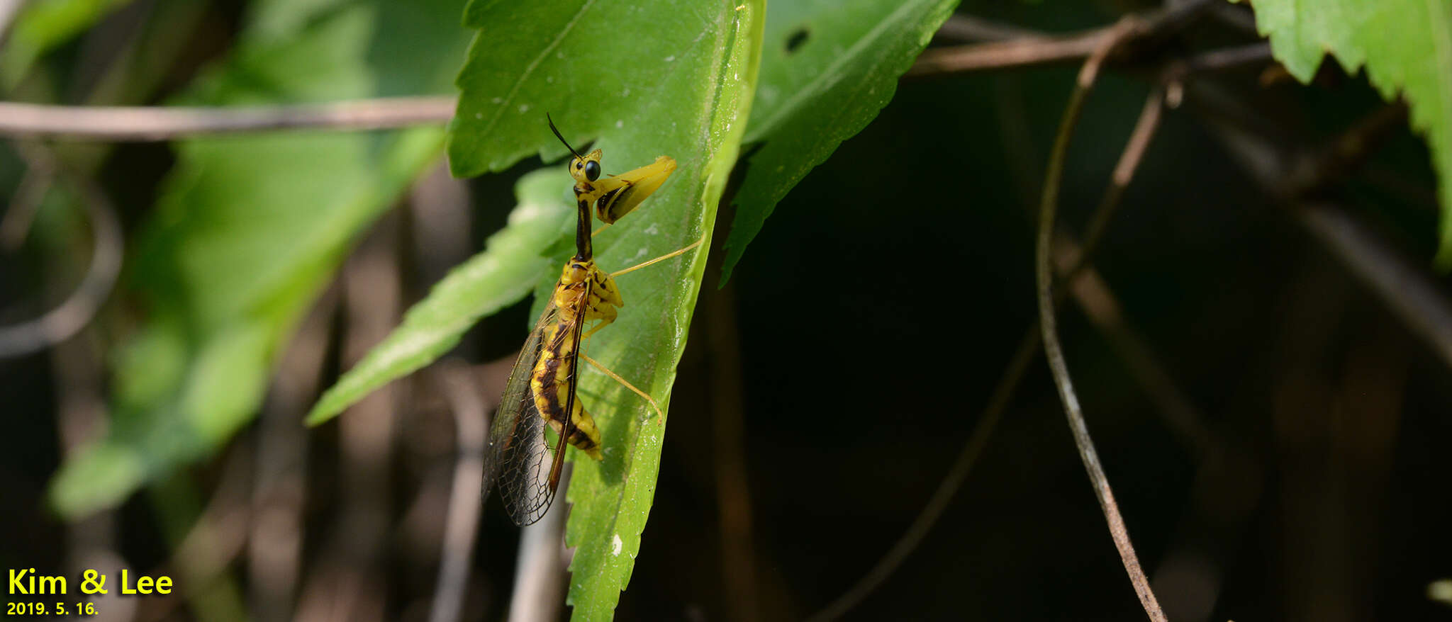 Mantispa japonica McLachlan 1875的圖片