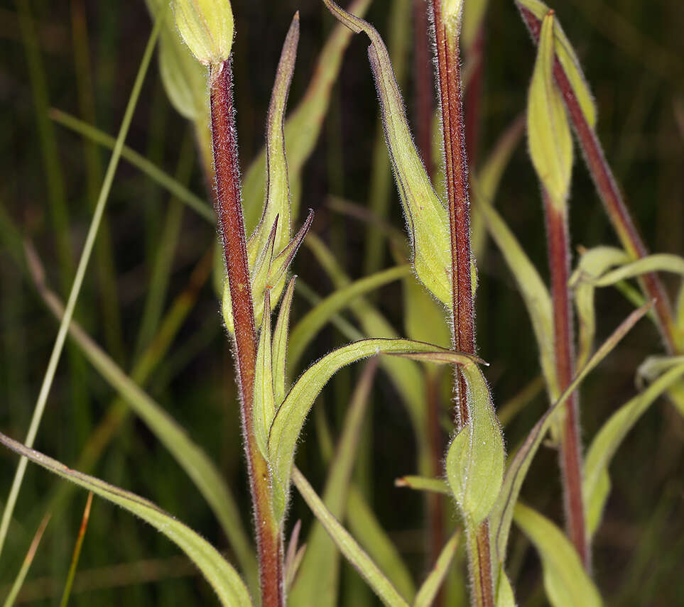 Image of giant red Indian paintbrush