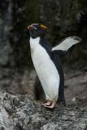 Image of Macaroni Penguin