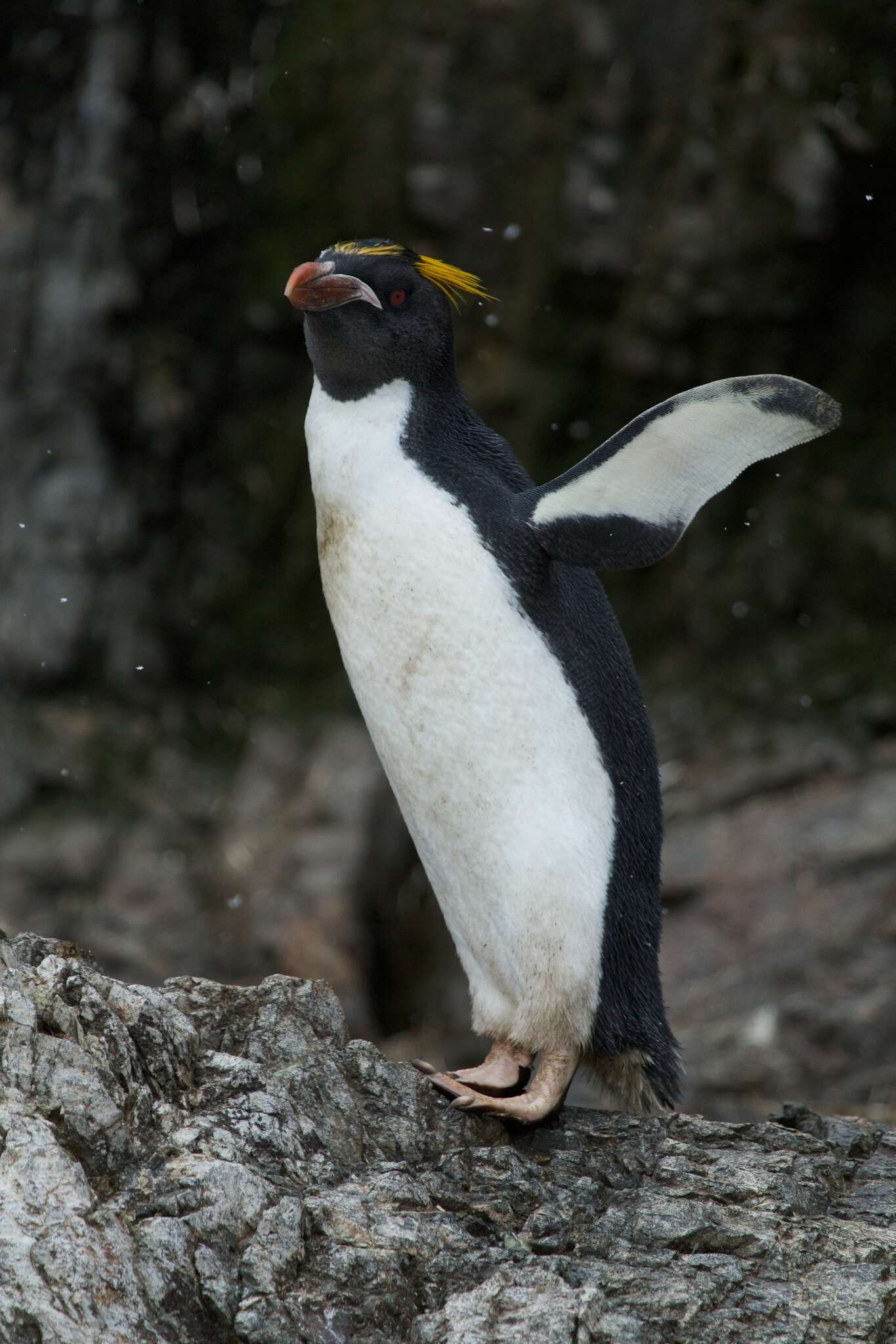 Image of Macaroni Penguin