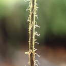 Imagem de Hymenophyllum villosum Col.