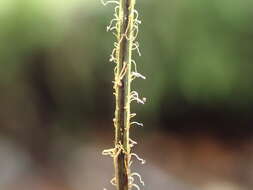 Image de Hymenophyllum villosum Col.