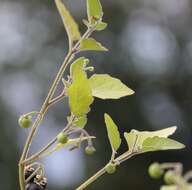 Image of black nightshade