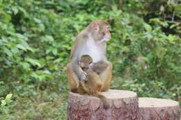 Image of Rhesus Monkey