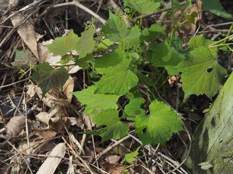 Plancia ëd Ampelopsis heterophylla var. hancei Planch.