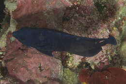 Image of Blue Velvet Angelfish