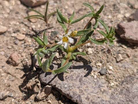 Image of bellshape gilia