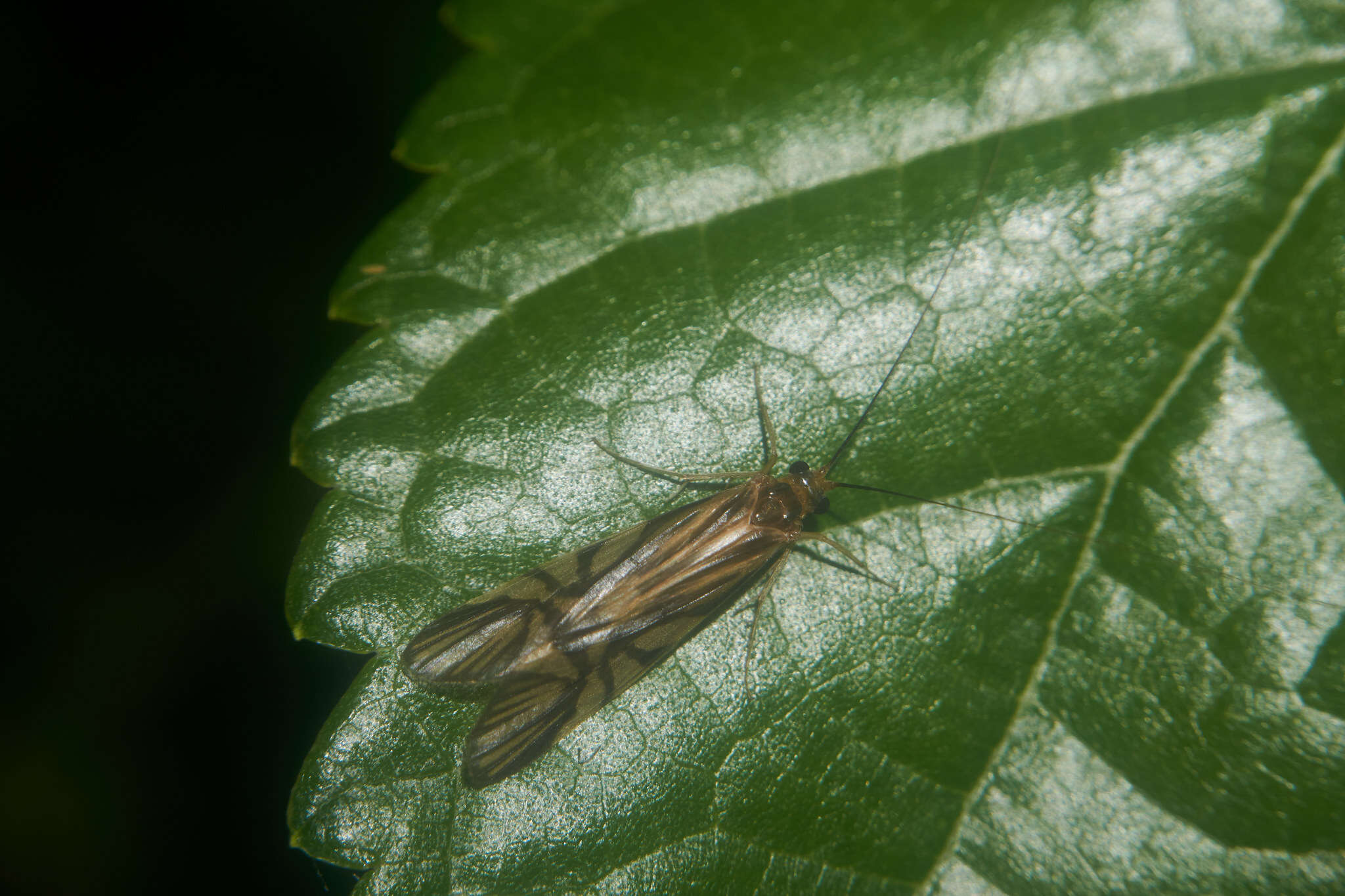 Macrostemum radiatum (McLachlan 1872) resmi