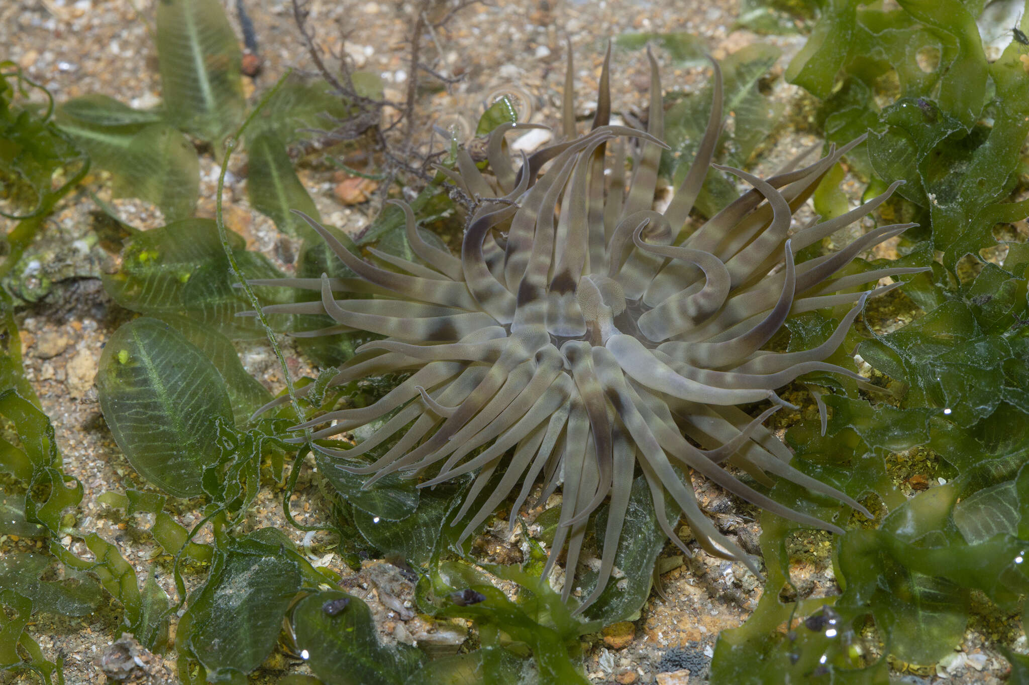 Image de Boloceroides mcmurrichi (Kwietniewski 1898)