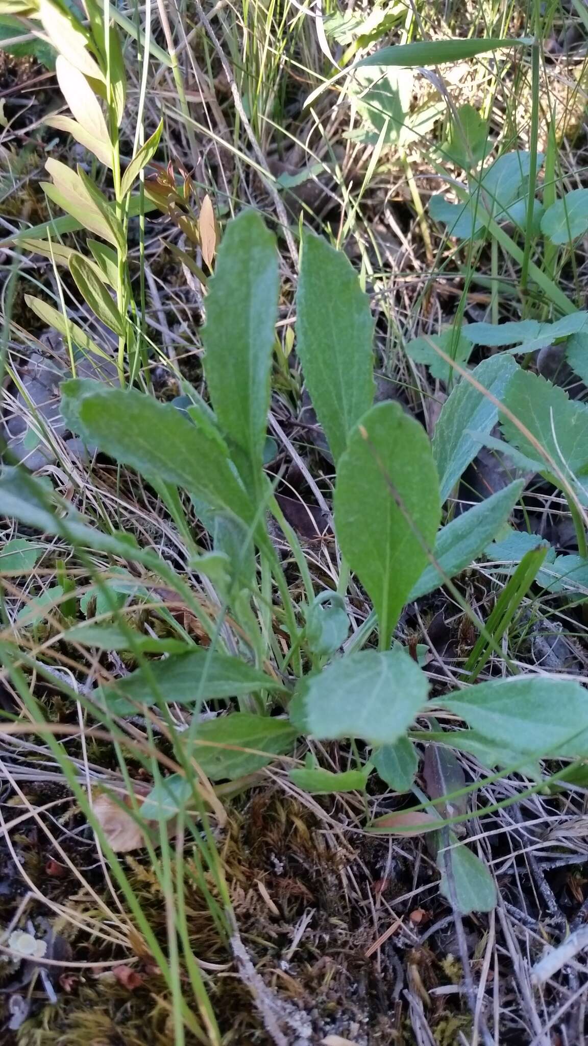 Image of Siskiyou Mountain Groundsel