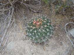 Image of Horse Crippler Cactus