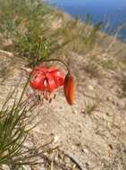 Image of Lilium pumilum Redouté