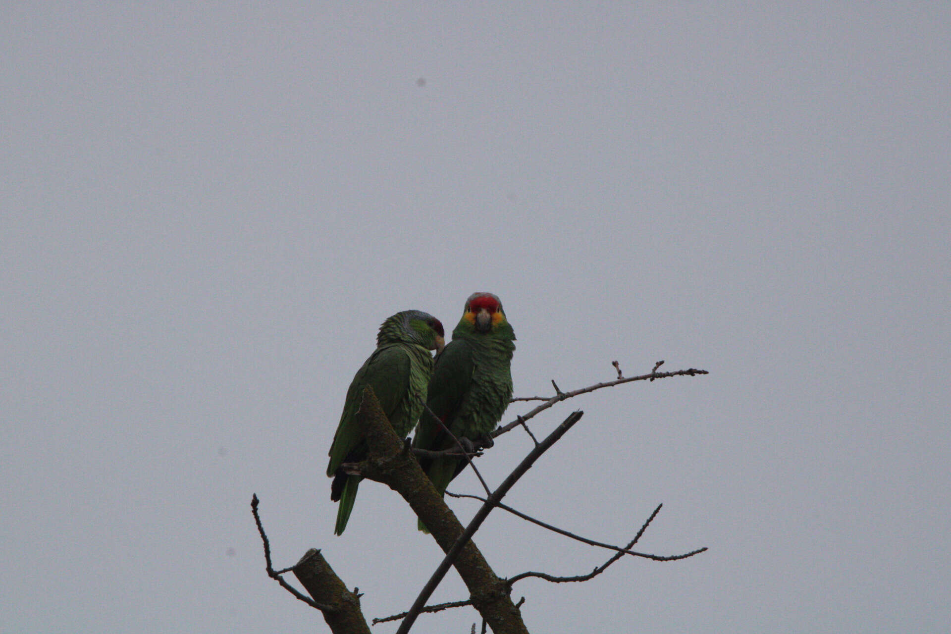 Image of Amazona autumnalis autumnalis (Linnaeus 1758)