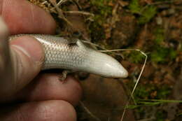 Image of Southern Prairie Skink