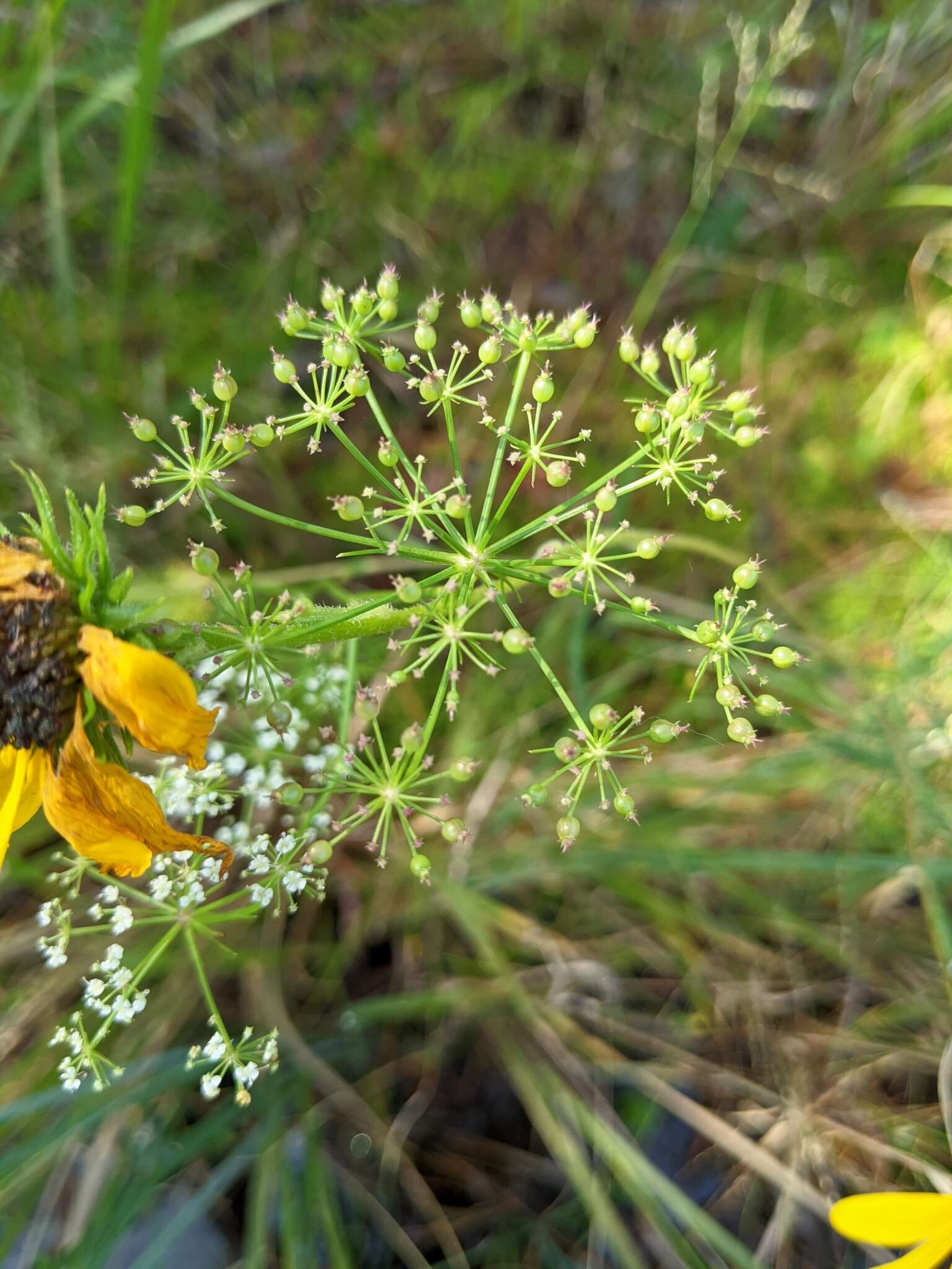 Image of ribbed mock bishopweed