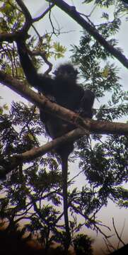 Colobus satanas anthracinus (Le Conte 1857) resmi