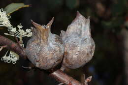 Image of Hakea cristata R. Br.