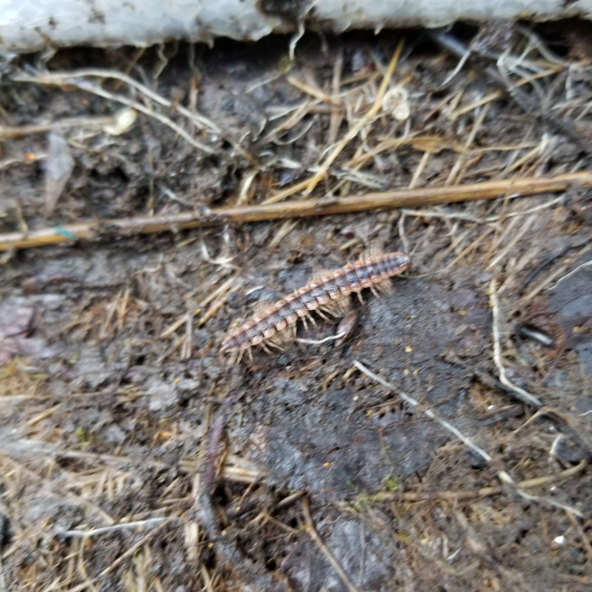 Слика од Pseudopolydesmus canadensis (Newport 1844)