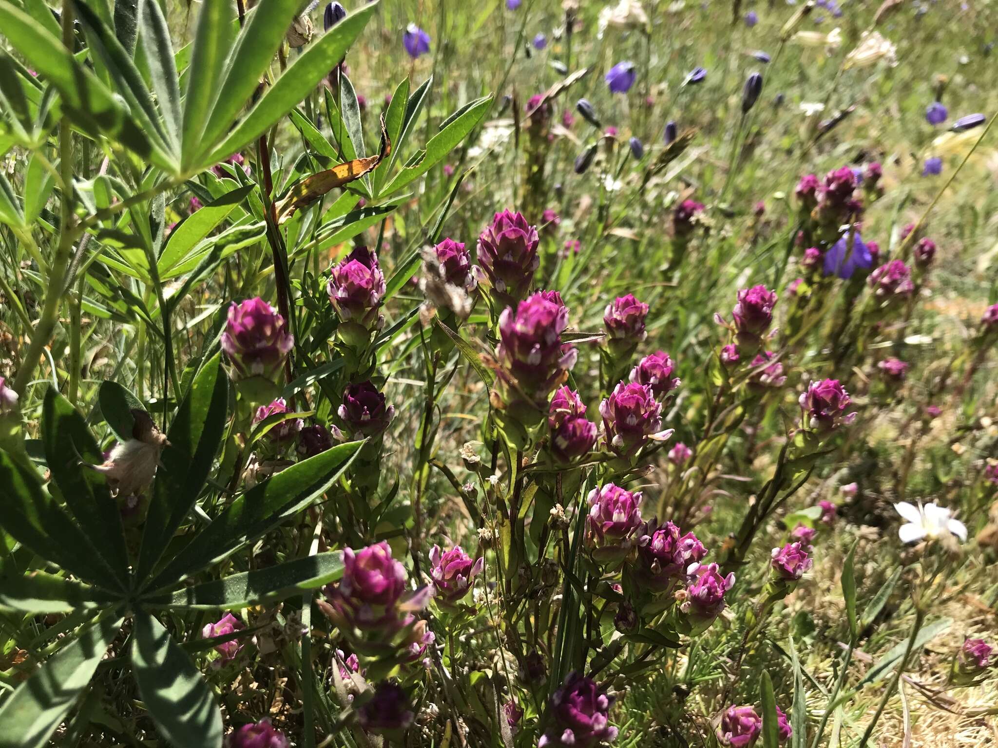 Image of mountain owl's-clover