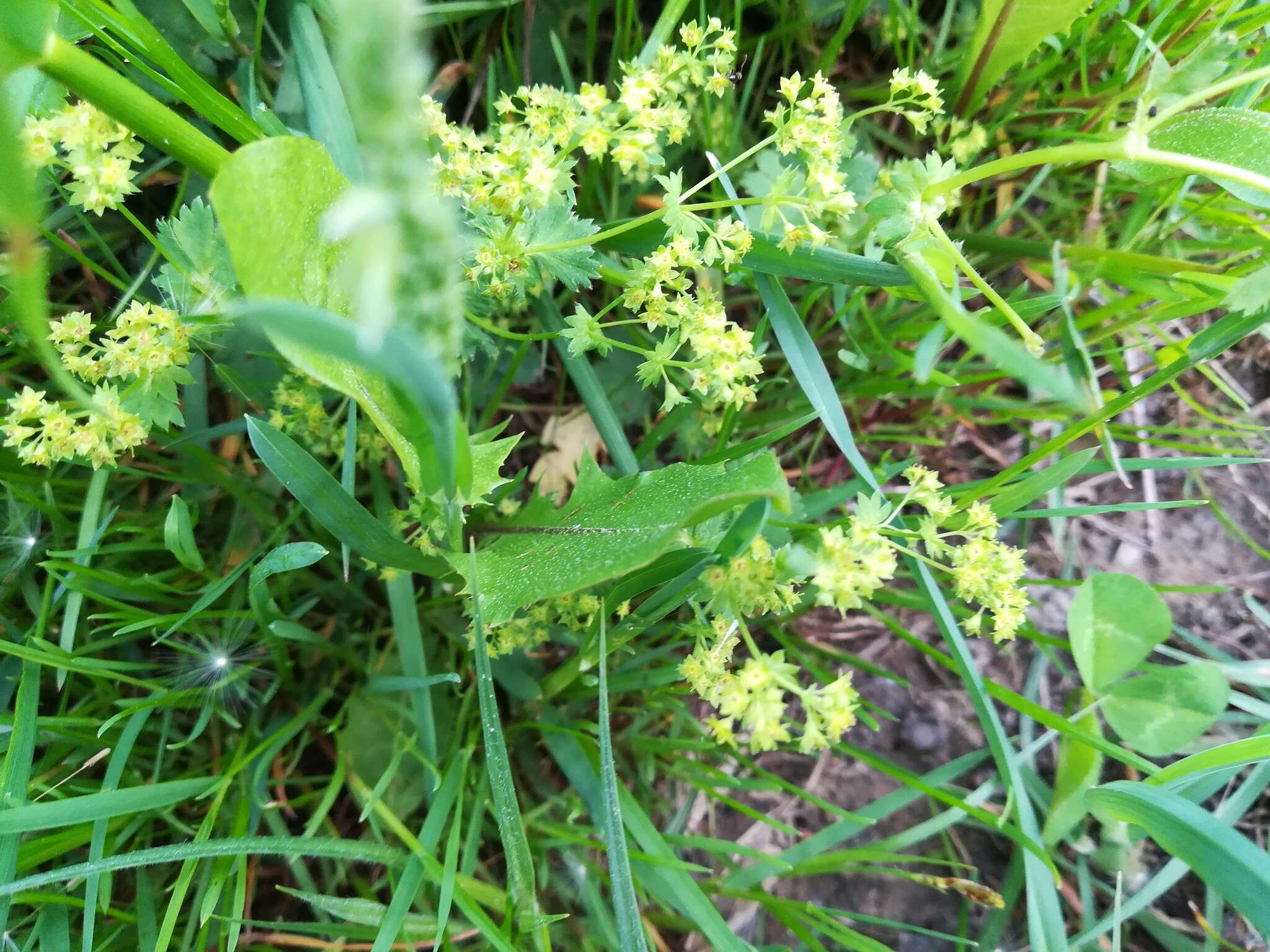 Image of broadtooth lady's mantle