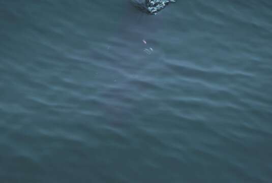 Image of Salmon Shark