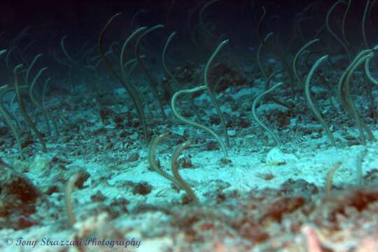 Image of Speckled garden eel