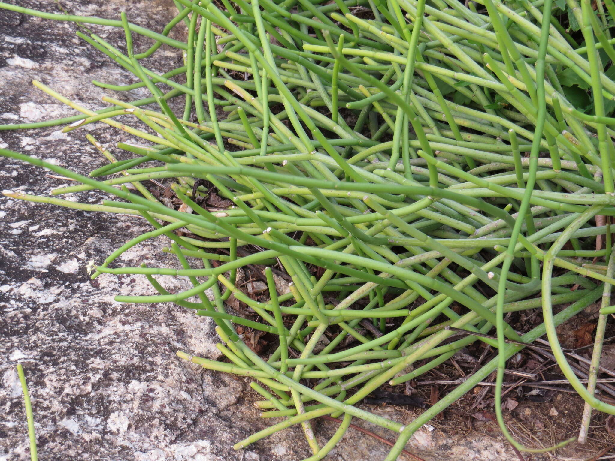 Image of Cynanchum viminale subsp. australe (R. Br.)