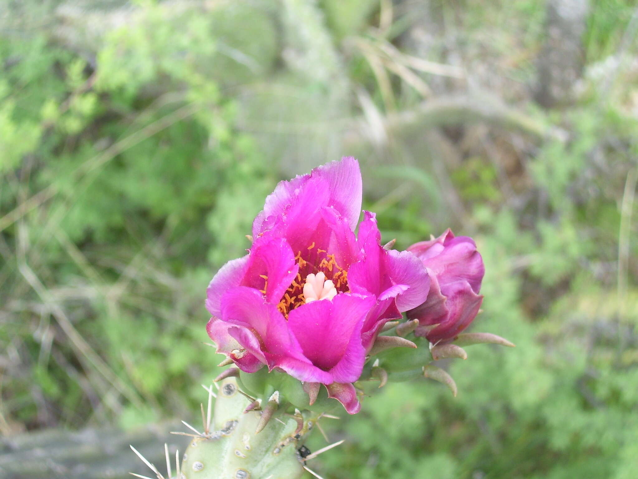 Image of Cylindropuntia imbricata subsp. spinotecta (Griffiths) M. A. Baker
