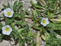 Image de Convolvulus humilis Jacq.