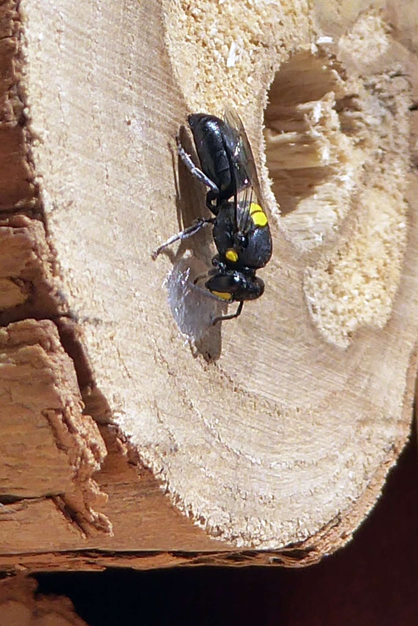 Image of Hylaeus honestus (Smith 1879)