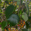 Image of Stephania japonica var. discolor (Bl.) Forman