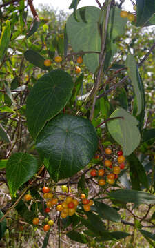 Image de Stephania japonica var. discolor (Bl.) Forman