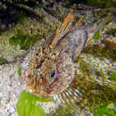 Image of Little gurnard perch