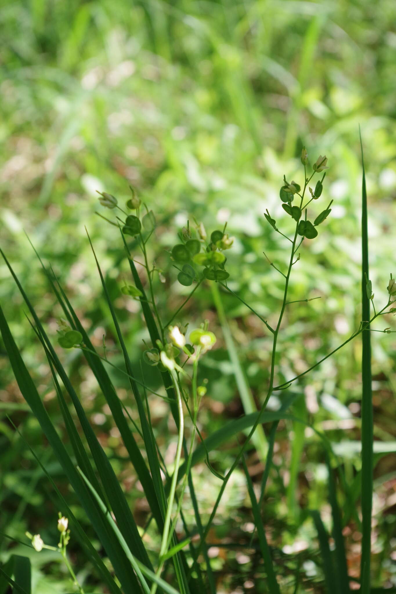 Image of Buckler Mustard