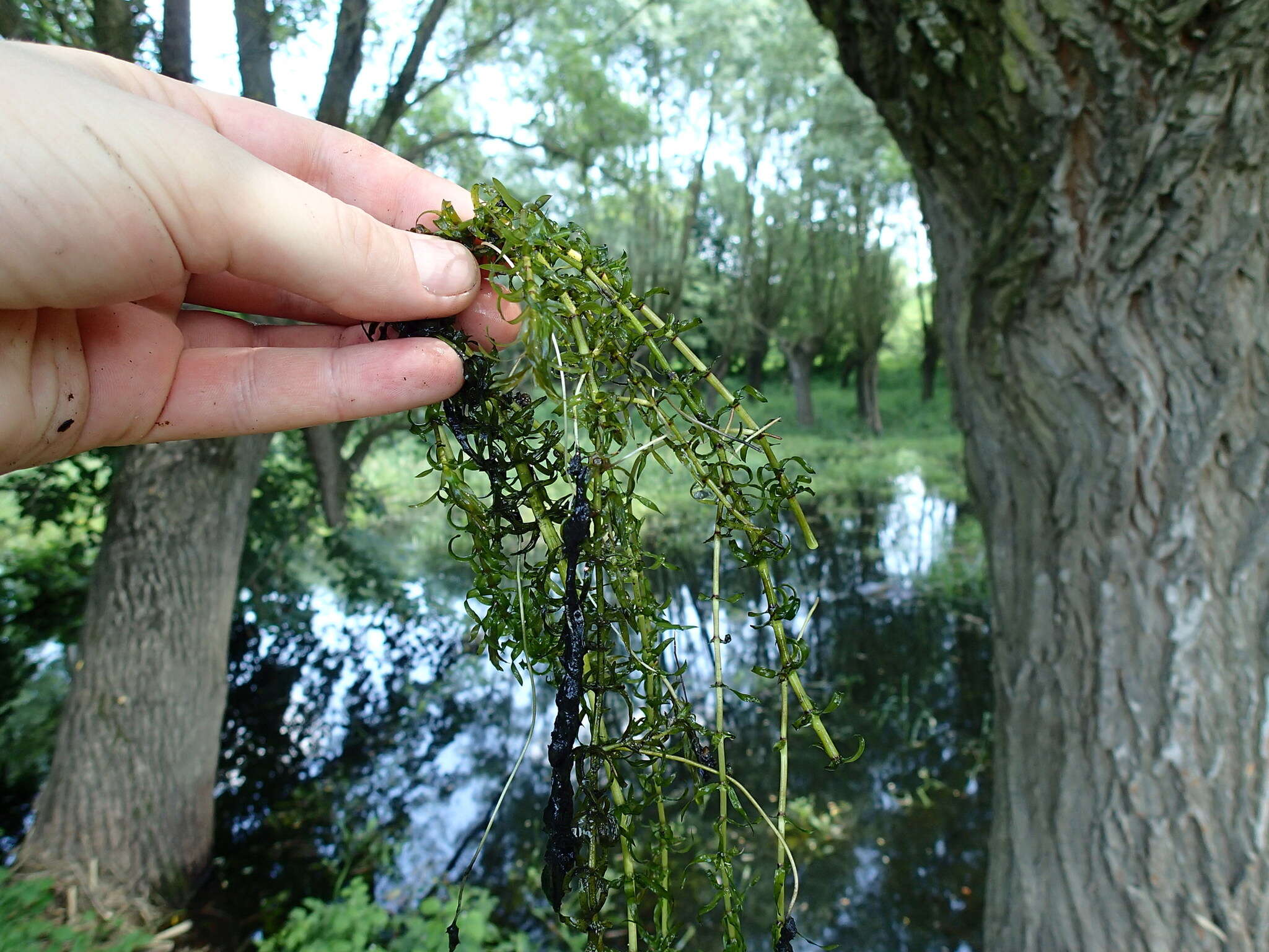 Image of western waterweed