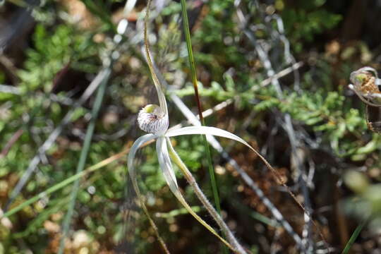 Image of Caladenia nobilis Hopper & A. P. Br.