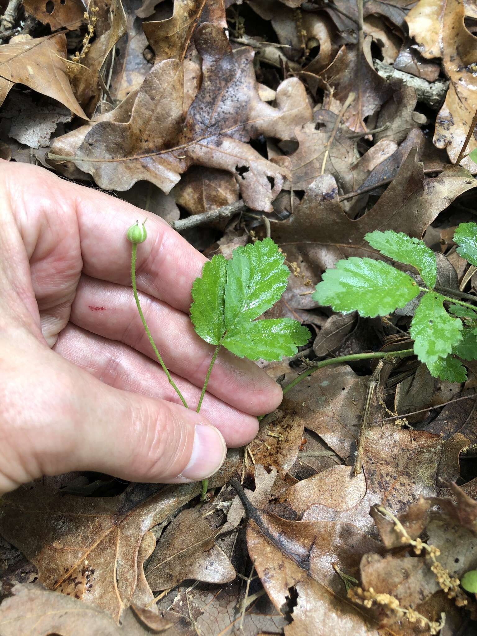 Image of garden dewberry