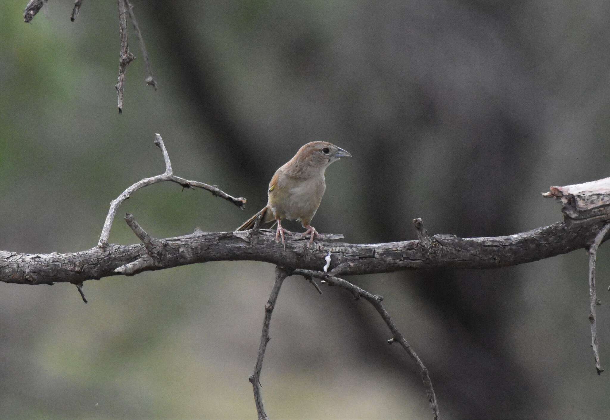 Image of Botteri's Sparrow