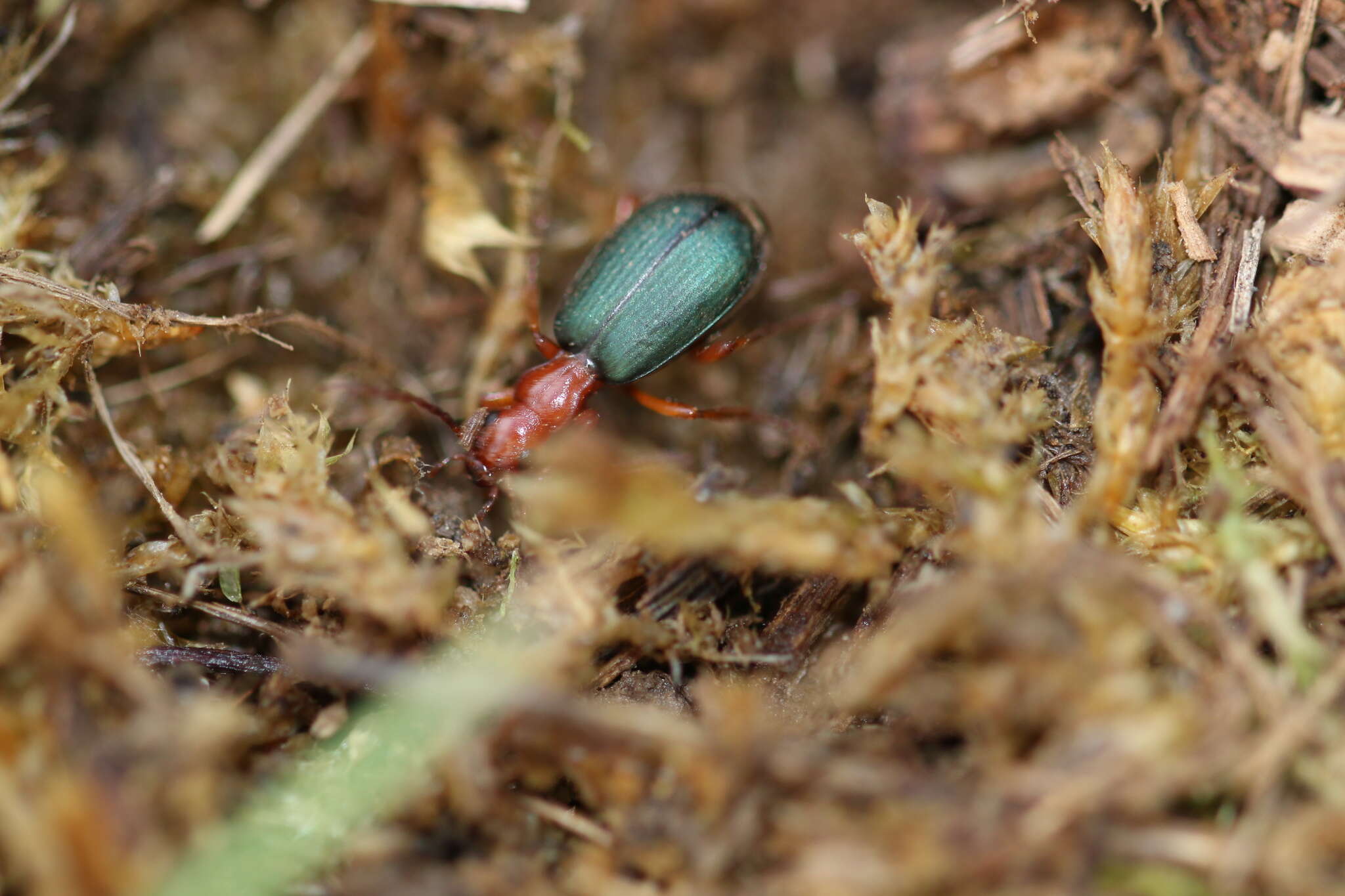 Image of Bombardier beetle